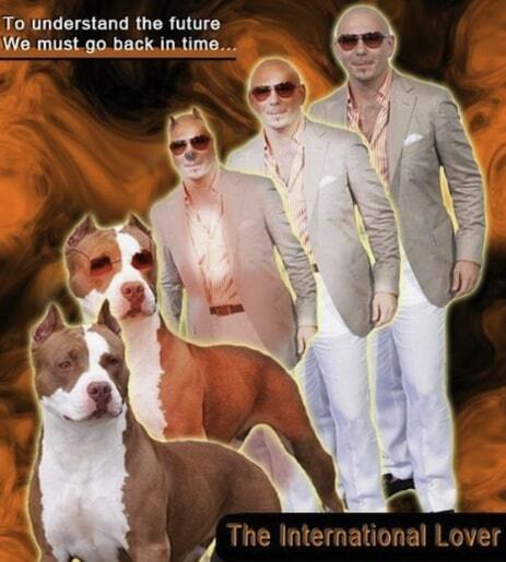 A pit bull transforming into the singer, Pit Bull