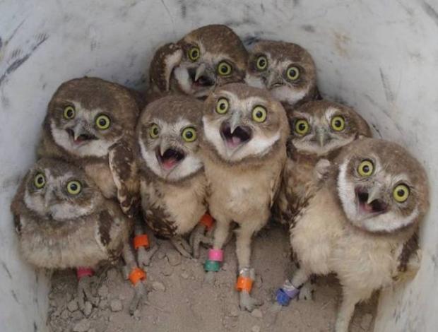 Baby owls looking up with big eyes