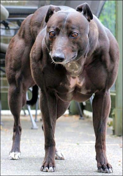 A really muscular dog