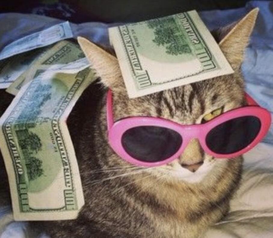 A cat sunglasses and cash on its head