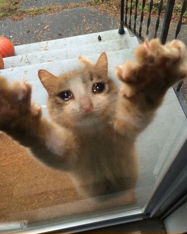 A cat crying outside the door