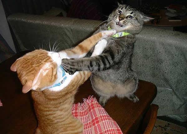 two cats fighting