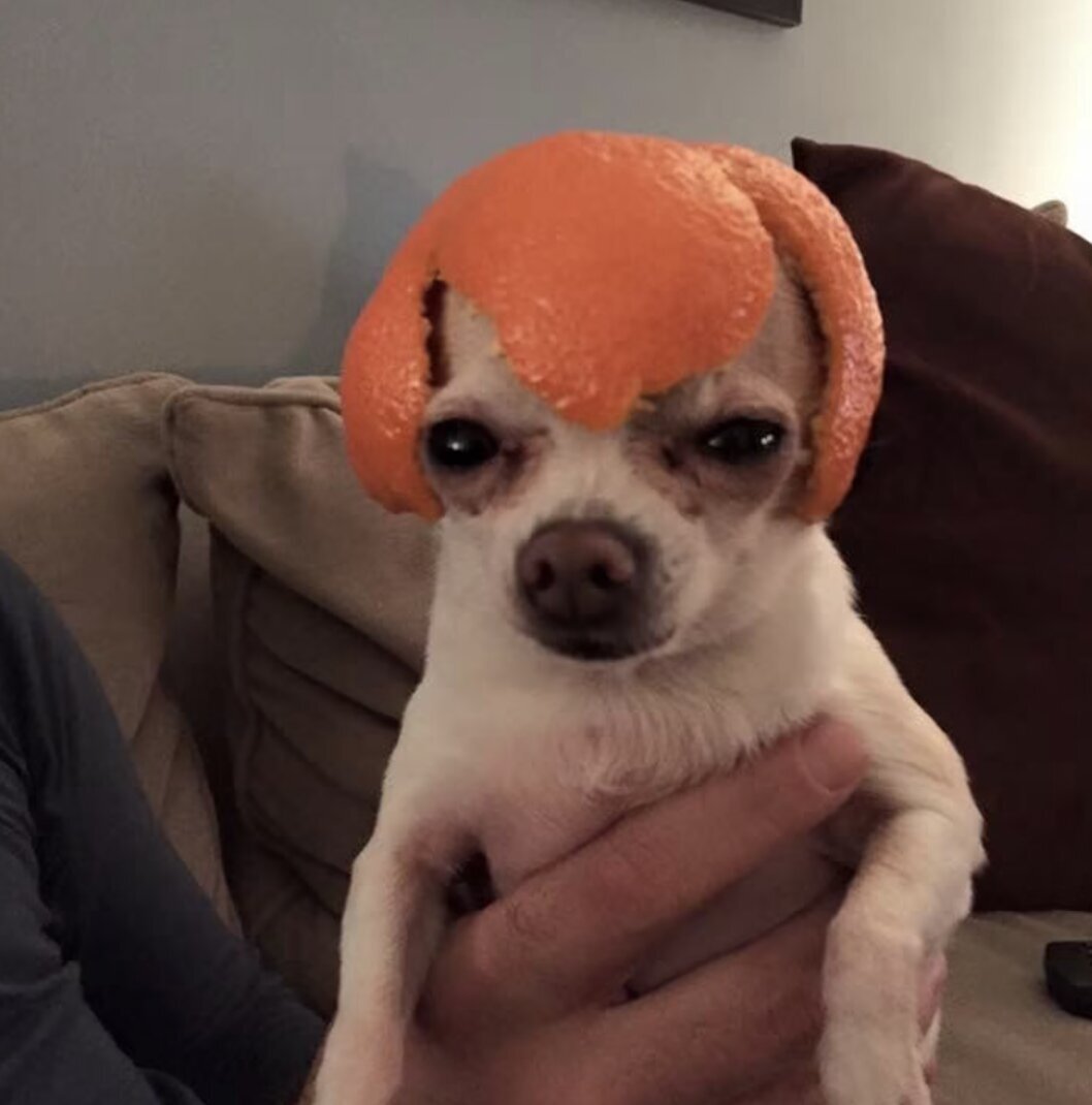 A Chihuahua looking tired with an orange peel on its head