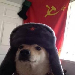 A dog wearing a USSR hat