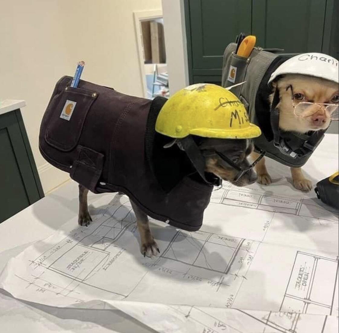 Two dogs looking over architectural blueprints