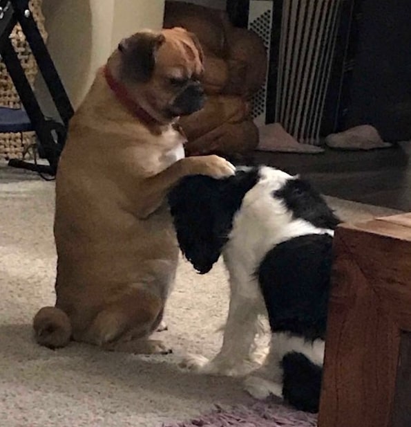 One dog putting his paw on another dog's head