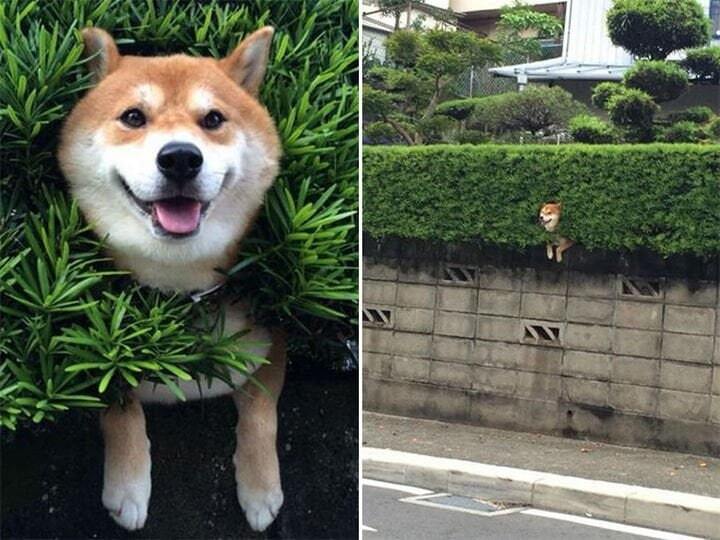 Dog stuck in bushes