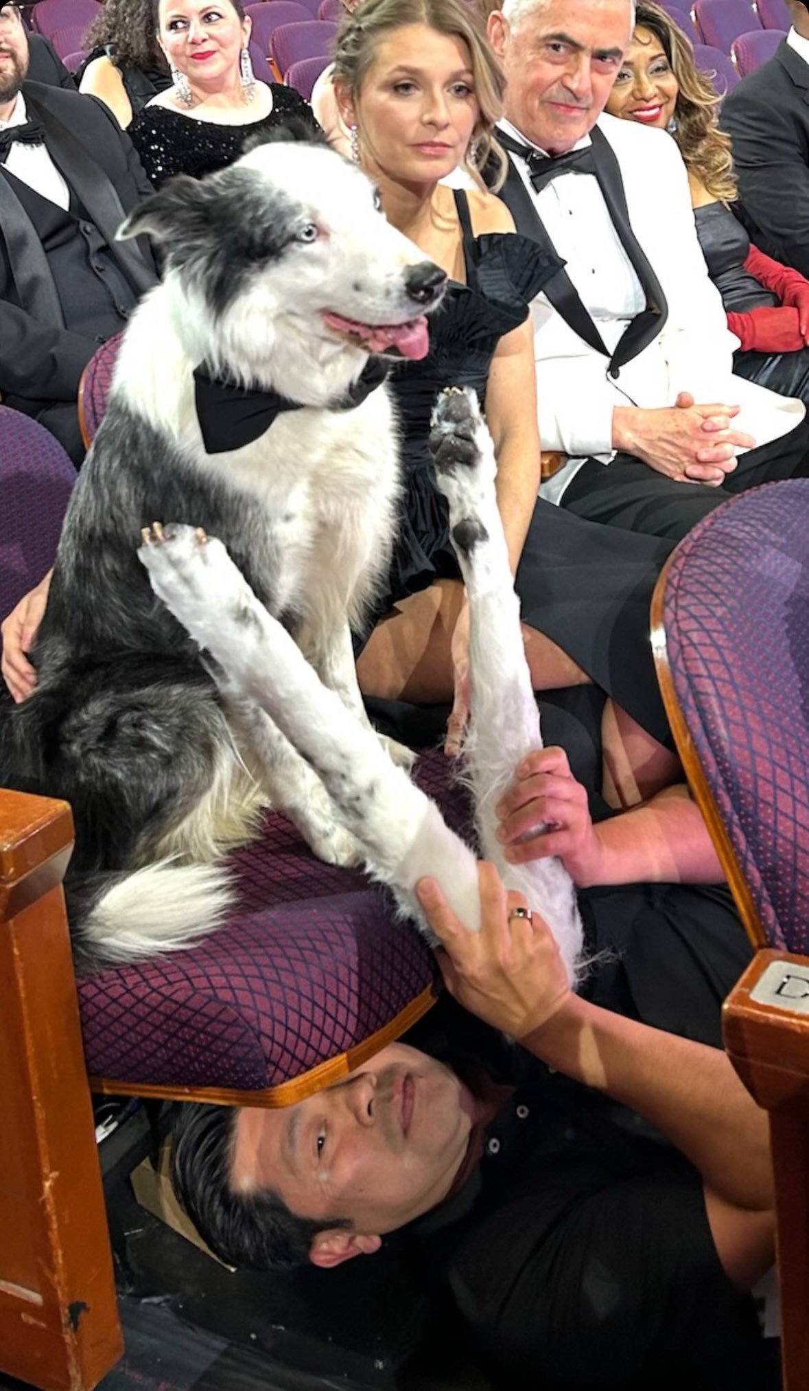 Behind the scenes of a dog clapping at the Oscars