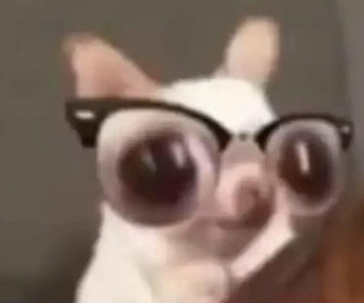 Chihuahua with big eyes and glasses looking nervous