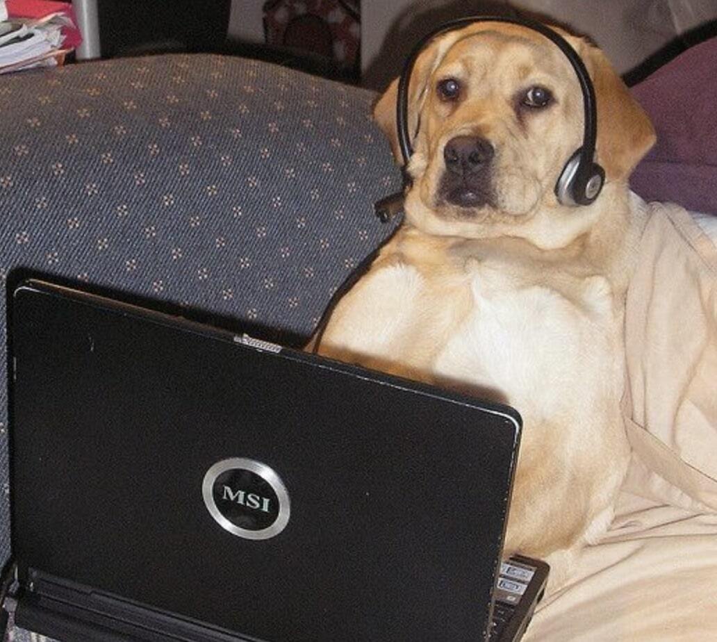 A dog on a laptop with a headset