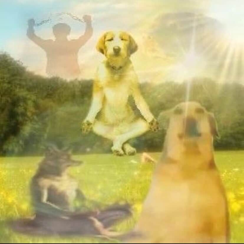 A bunch of dogs meditating