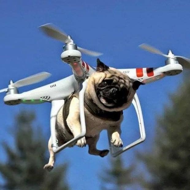 A pug flying in a drone.