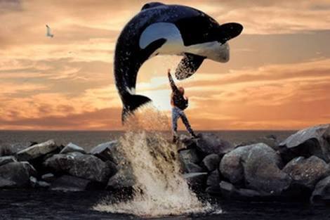 Free Willy jumping in the ocean