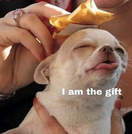 Dog as a gift meme