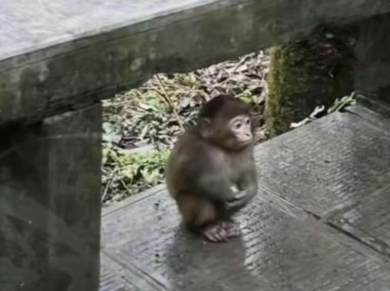 A sad monkey sitting alone under a bench