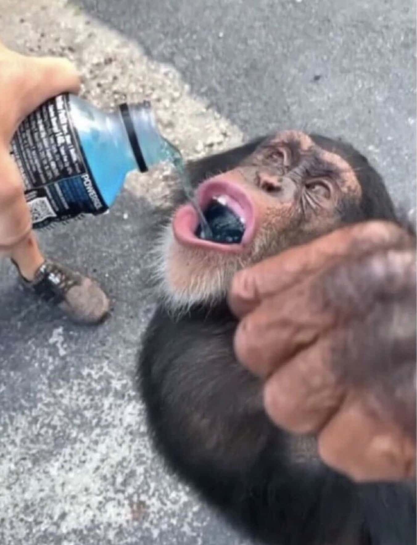 Monkey drinking Powerade