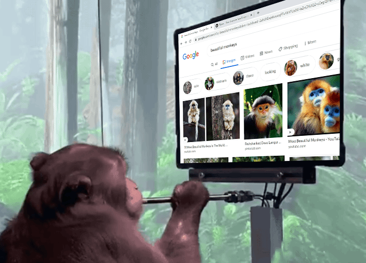 Monkey browing the internet