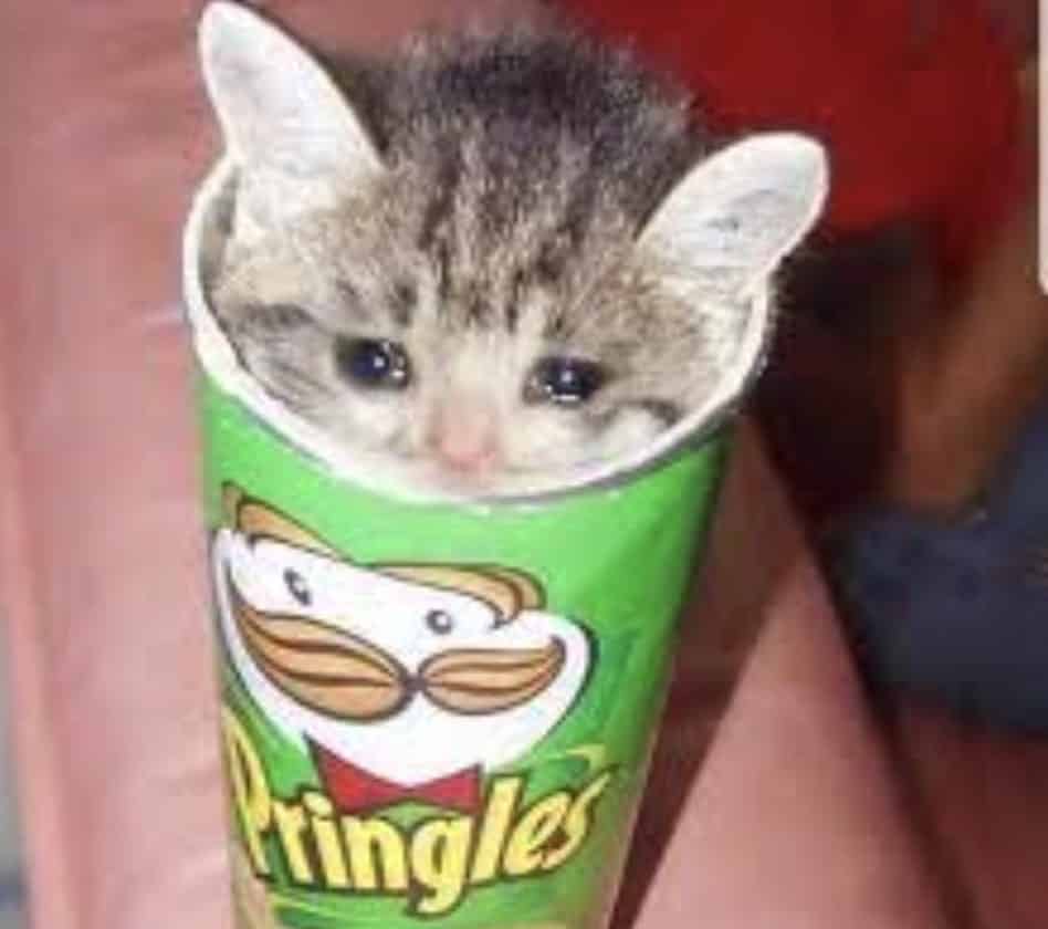 Cat stuck in a pringles can