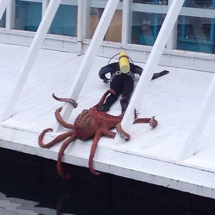 A squid dragging a scuba diver off a boat