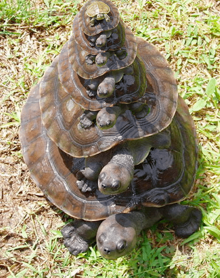 Turtles on Turtles