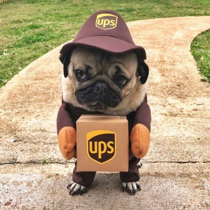 A pug dressed up as a UPS delivery driver with a package.