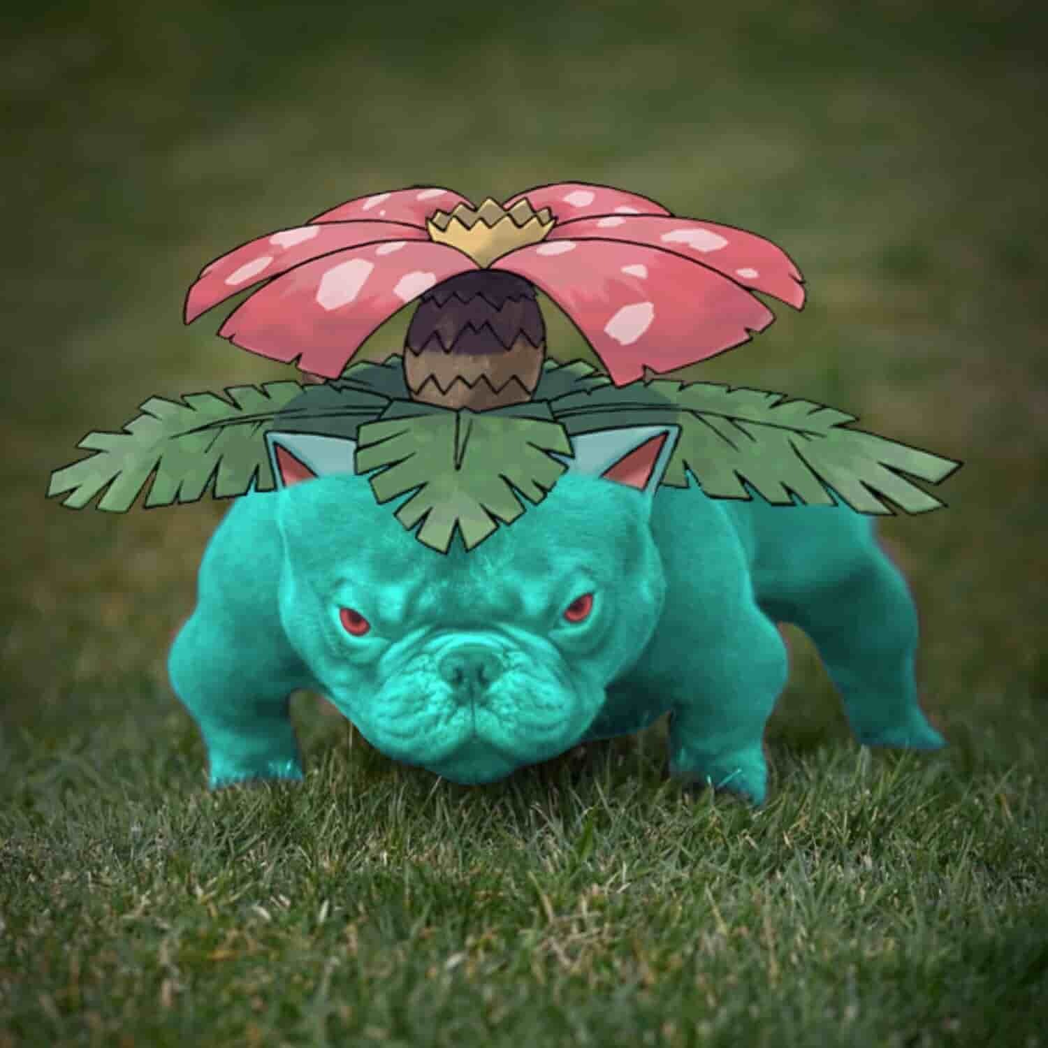 A dog edited to look like Venasaur the Pokemon