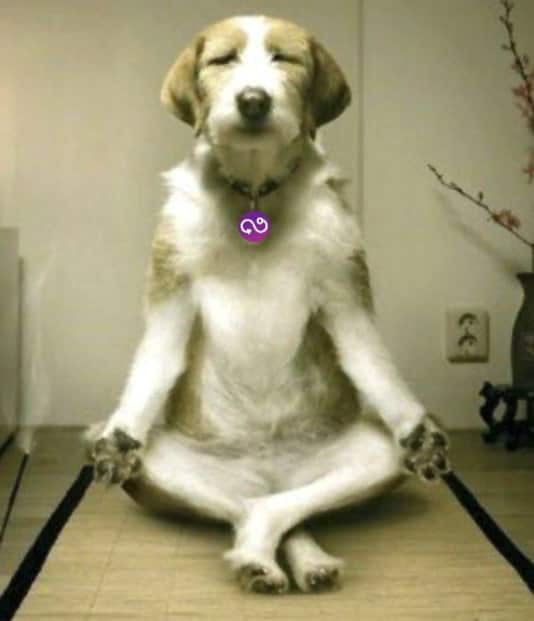 A dog doing yoga